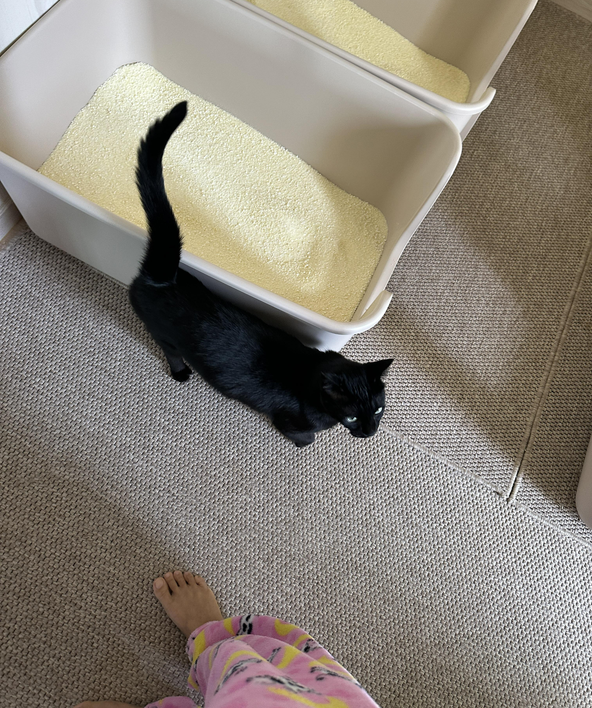 엄마랑_눈맞추고_나란히_걷는_수다냥이_black_cat_건이