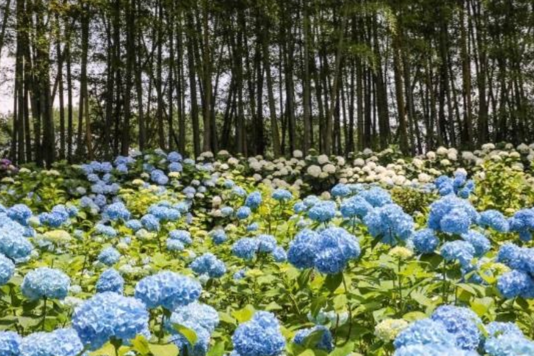 축제개요맟 일정