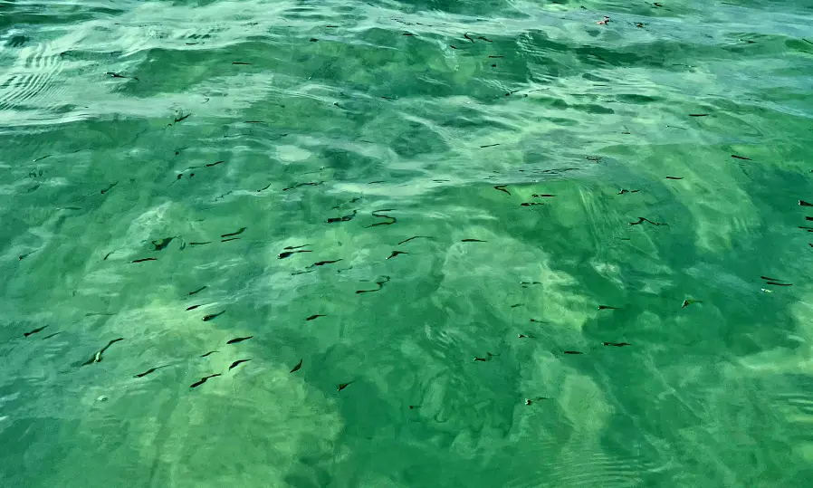 맑은 바다물에 비치는 물고기 때 사진 입니다. 스노쿨링할 때 가까이에서 볼 수 있습니다.