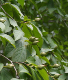 노각나무 열매2