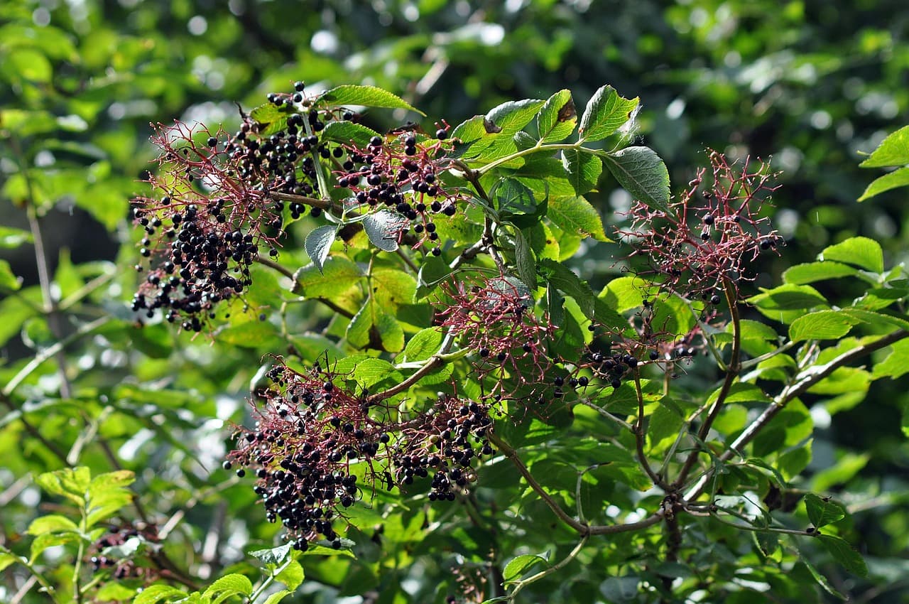 한국 전통 약초의 현대적 가치 – 과학적 연구로 본 가능성