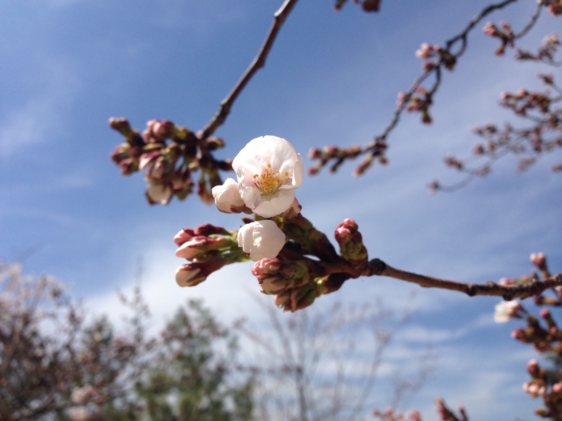 수원 봄꽃 여행