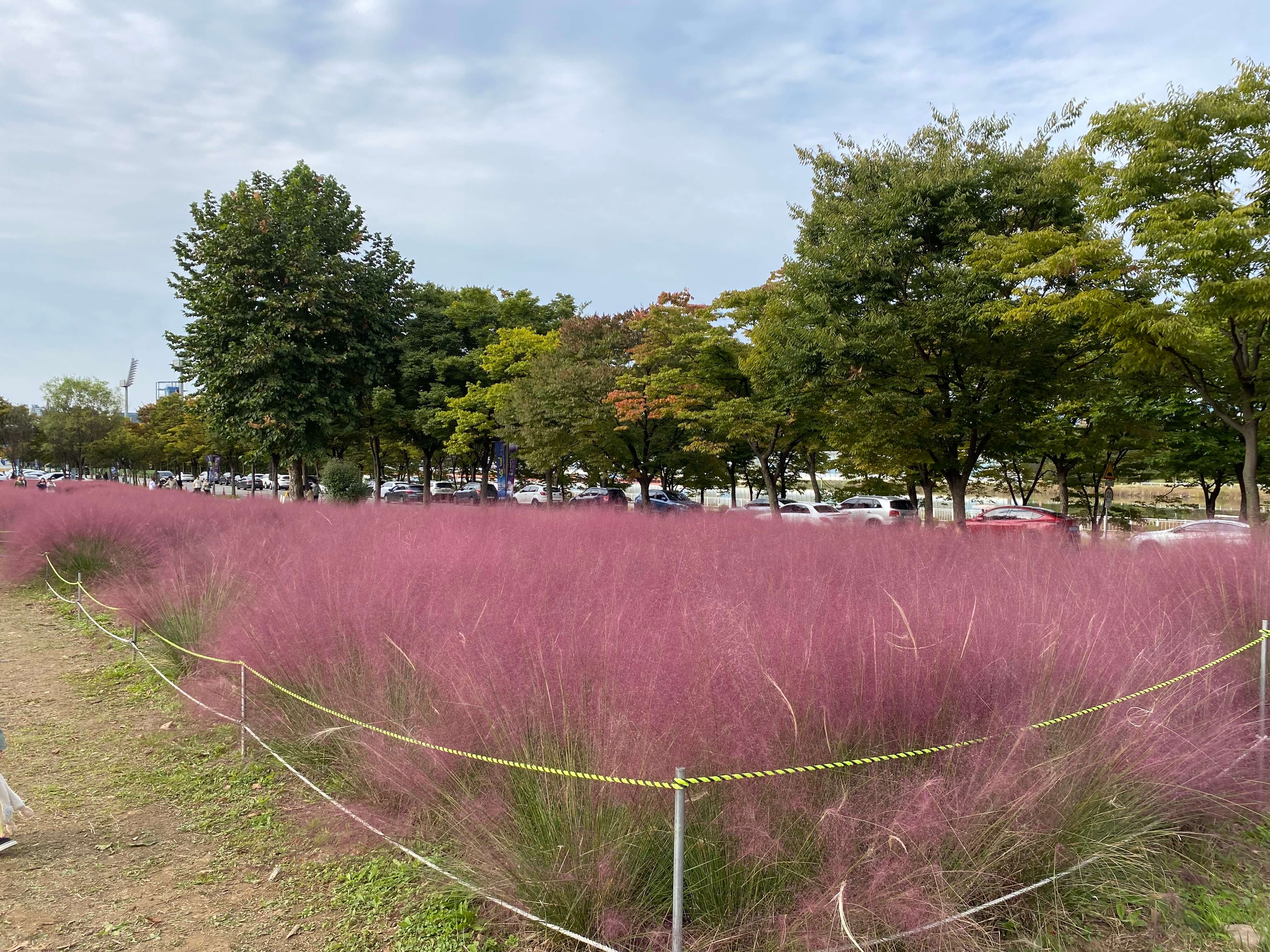 핑크뮬리 하남미사 경정공원 조정경기장