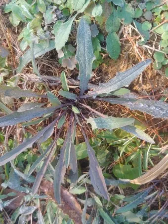 씀바귀 무침 김치 담그는법 레시피_10