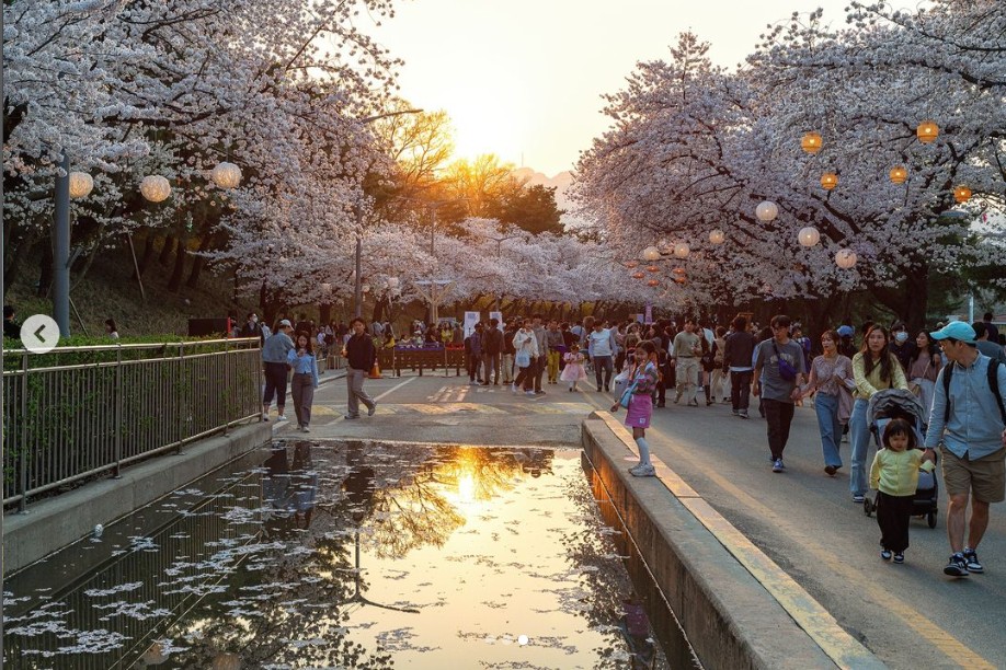 렛츠런 파크 서울 벚꽃 축제