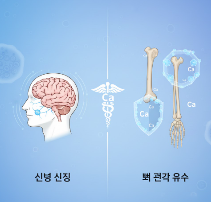 칼슘의 신경 안정과 뼈 건강 유지 효과