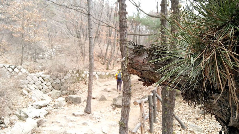 서울둘레길(SeoulDullegil) 1-2코스 수락산·불암산 소나무