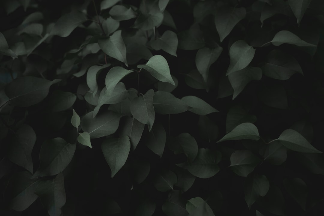 휴가 (leave)