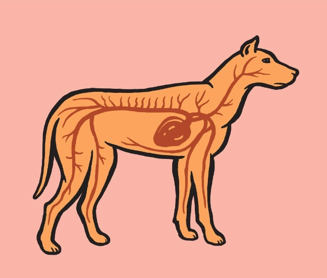 강아지 배가 빵빵하게 푸풀어 오르고,복부통증으로 둥글게 말고 움직이지 않는다면,검은색 대변을 본다면 (장아지 복막염 패혈증으로 발전하면 생명이 위험할 수 있습니다.)