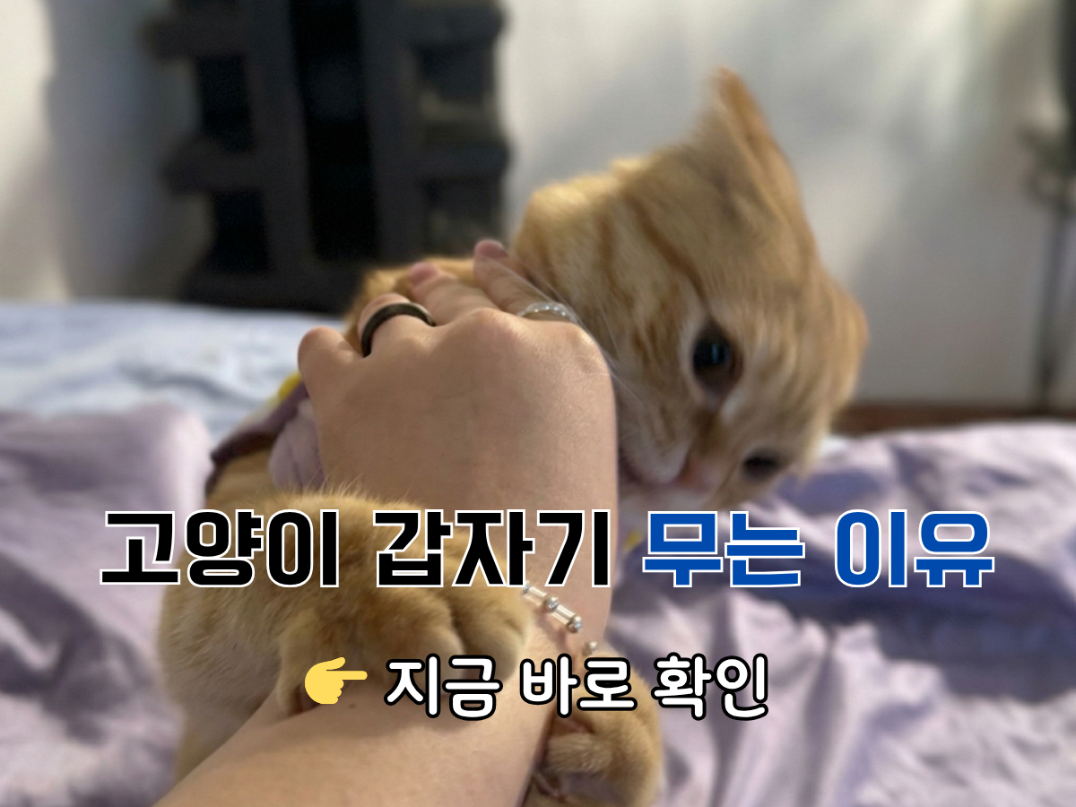 고양이 자다가 물 때 공격성 에너지 과다 이유 없이 물 때 해결 방법