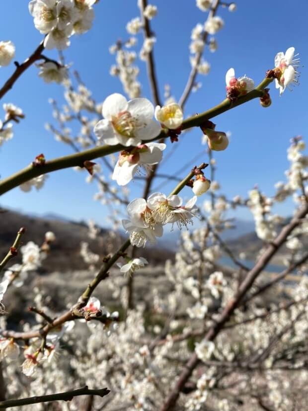 광양매화축제