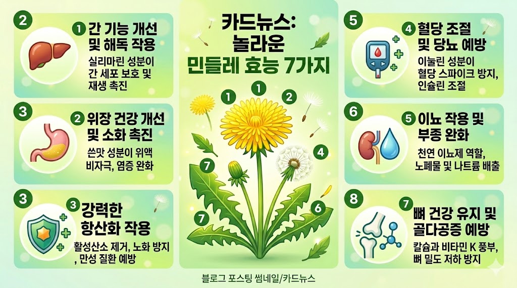민들레 효능