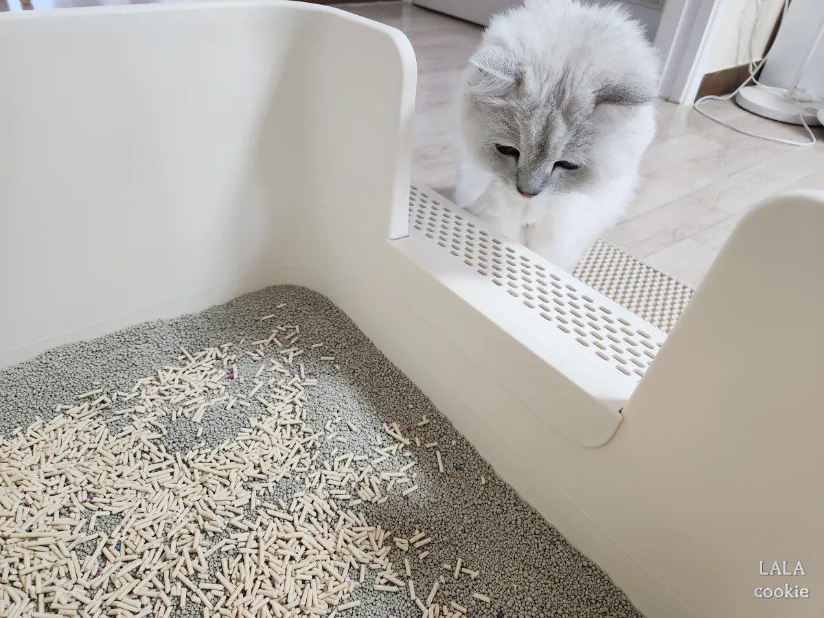 고양이-모래-바꾼-후기-반응-모래-보는-고양이