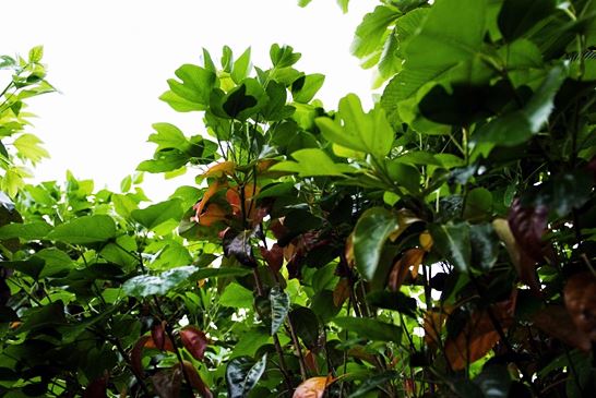 황칠나무 부작용