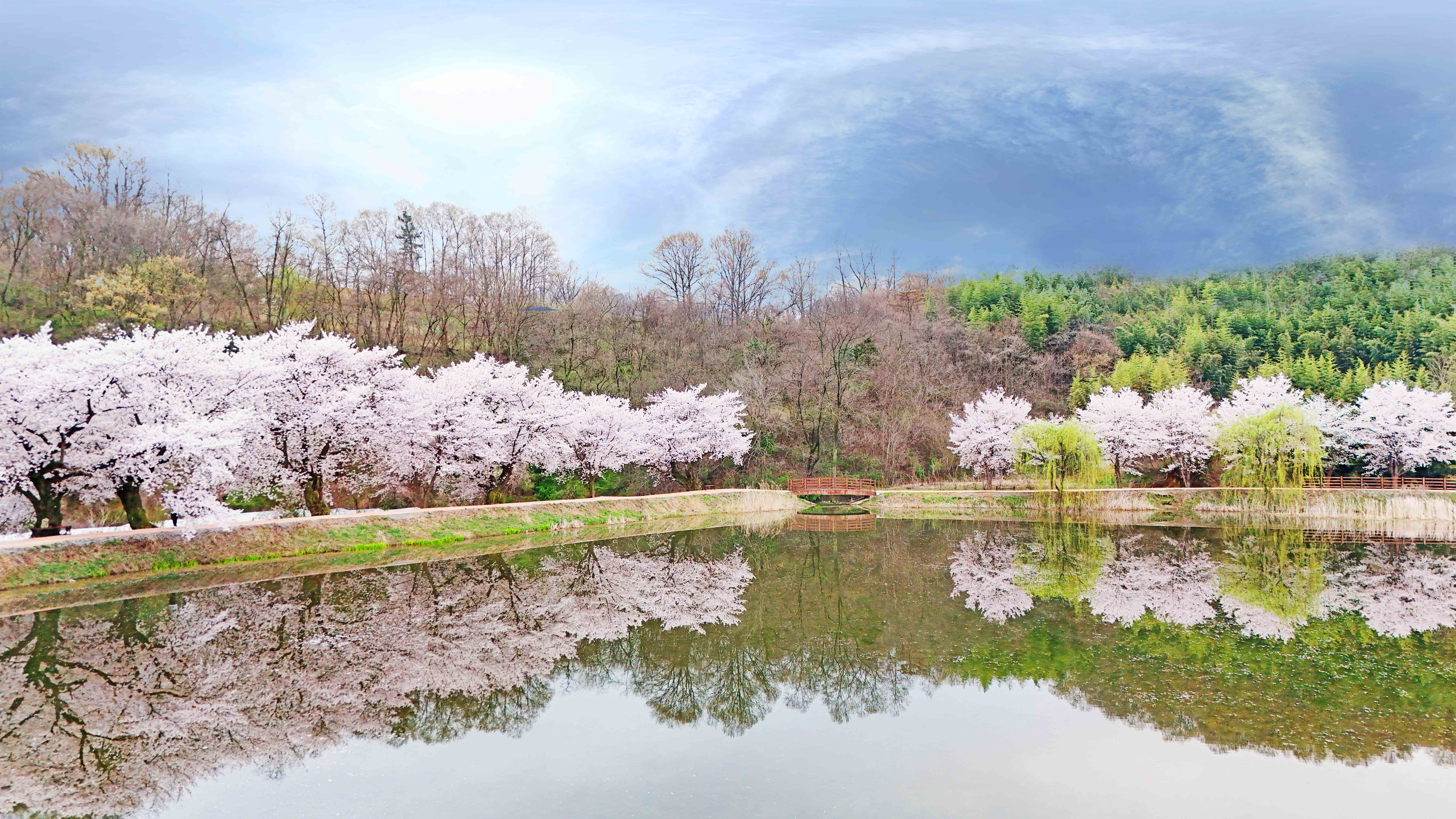 김천 벚꽃명소 외입석지