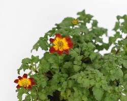 비덴스 이미지 사진