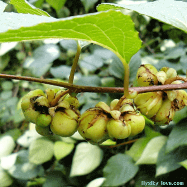 통풍 완화에 효과적인 개다래 열매