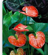 안스리움 관리법 알아보기