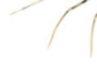 돈벌레 나오는 이유