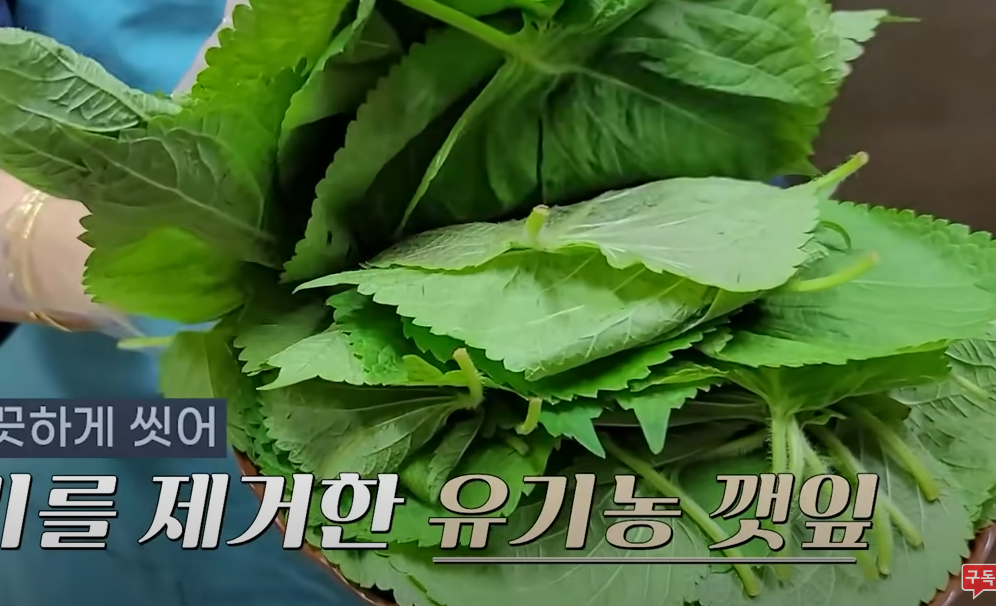 매실청 담그는법 담그는 시기 및 숙성기간