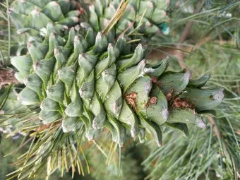 잣 재배 암수 구분 수분 수정 송이 관리_11