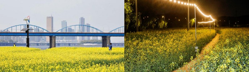 2024 한강 서래섬 유채꽃 축제