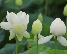세미원 연꽃축제