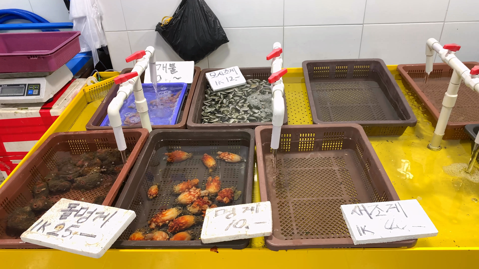 돌멍게, 멍게 개불, 새조개 모시조개