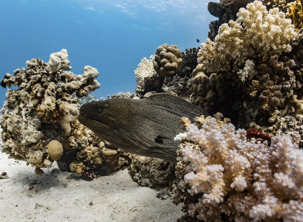 해양 생물 다양성 보존을 위한 바이오미미크리 기반 솔루션: 지속 가능한 미래를 향한 혁신적인 접근