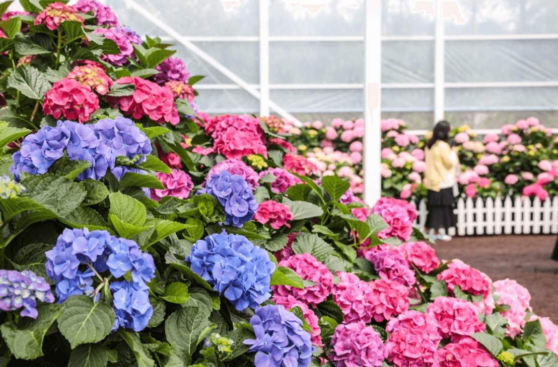 제주도 4월 축제 일정 총정리