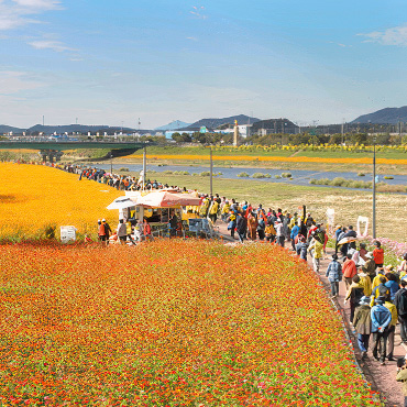 장성 황룡강 꽃길 축제