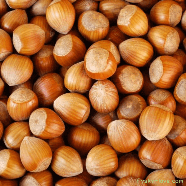 신비한 열매 개암 효능