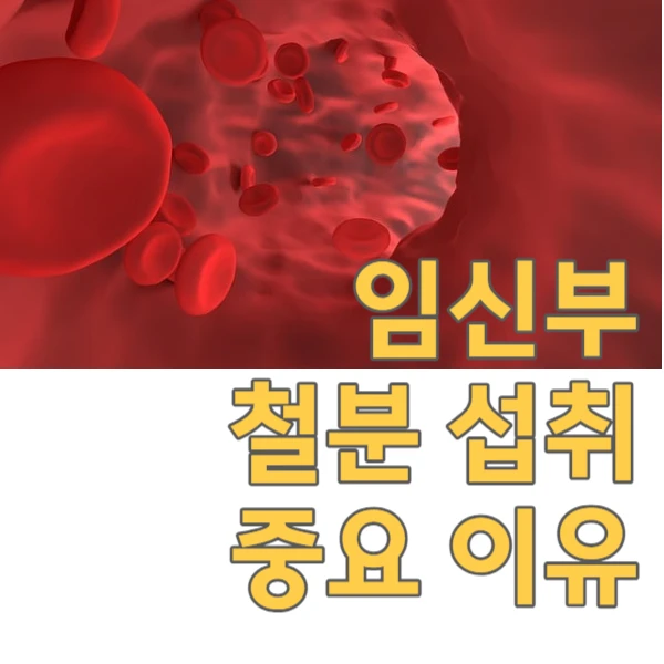 임신 시기에 철분을 반드시 섭취해야 하는 이유, 알아볼까요?