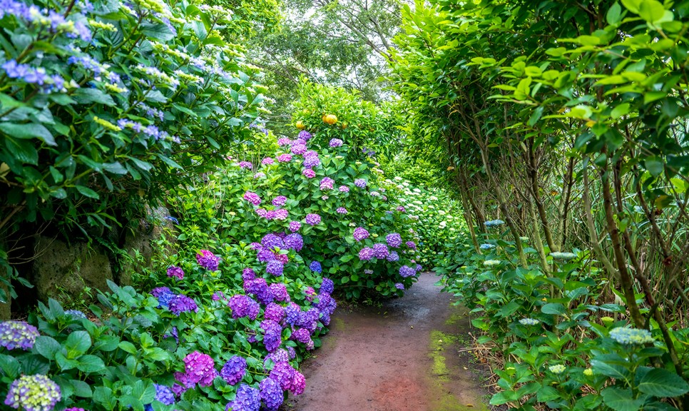 제주 마노르블랑 수국축제