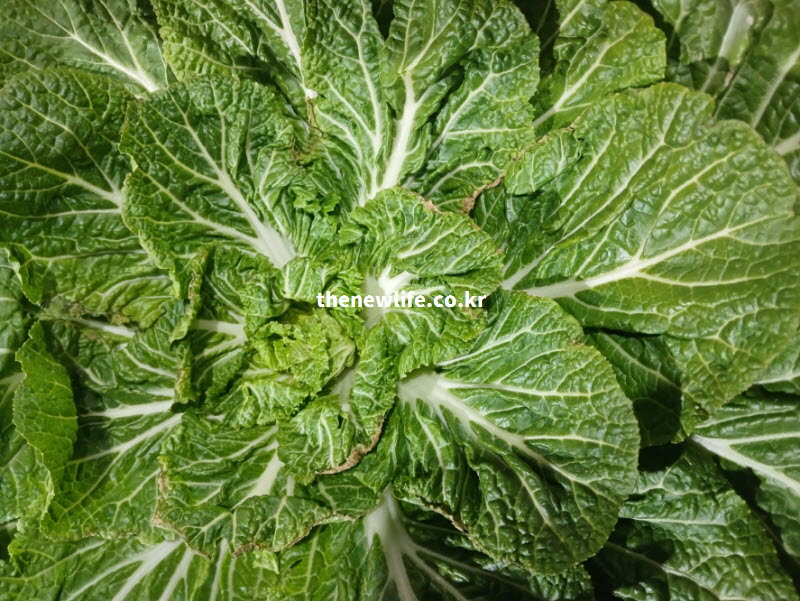 겨울철 찬바람을 견디기 위해 바닥에 납작하게 잎을 펼친 봄동의 특징과 풍부한 베타카로틴