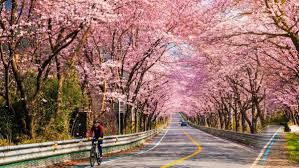 여의도 벚꽃 축제 관련 사진