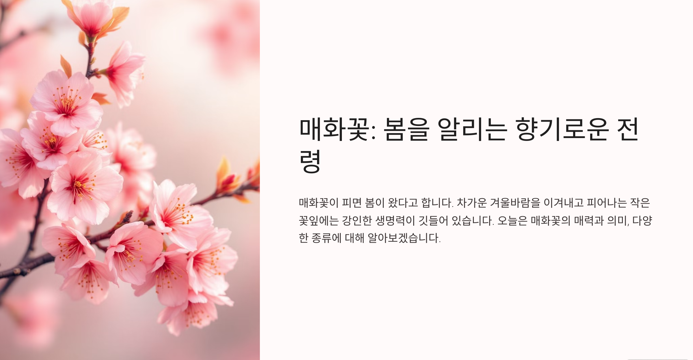 매화꽃 사진