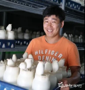 새송이버섯 재배 톱밥 배지 균사 배양 수확 요령_6