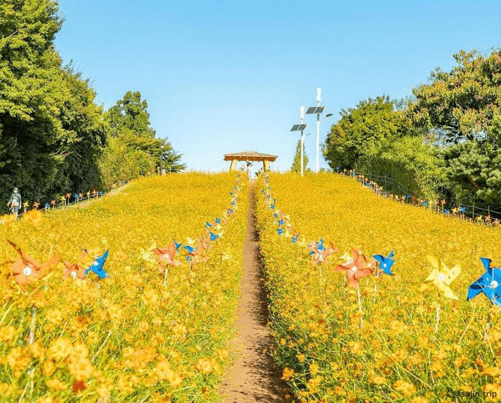 올림픽공원들꽃마루