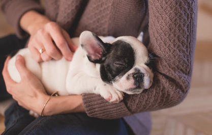 보호자의 품에 안겨 잠들어 있는 작은 흰색 강아지, 불안감을 덜기 위해 주인 곁에서 안정감을 찾는 모습