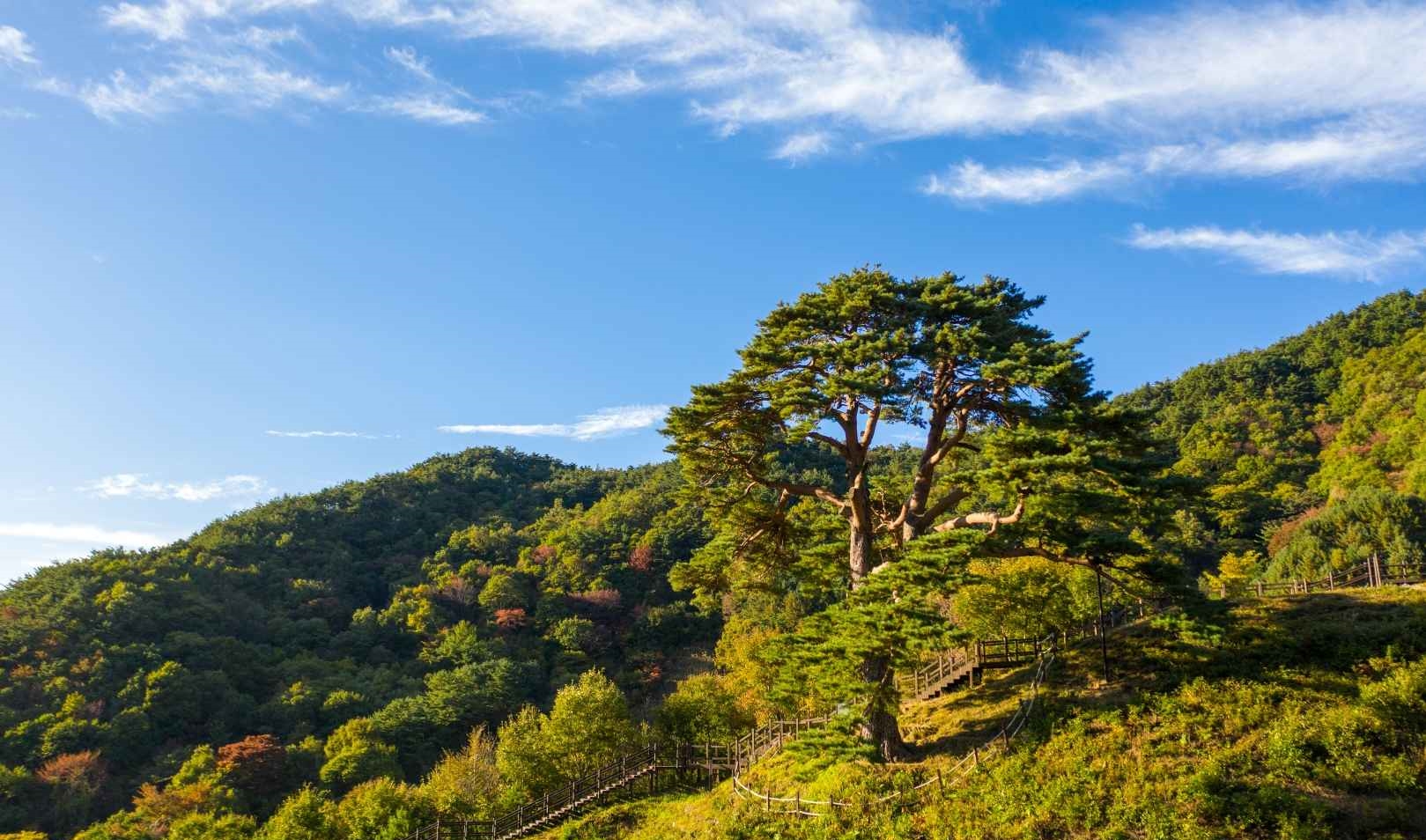 남원 지리산 천년송