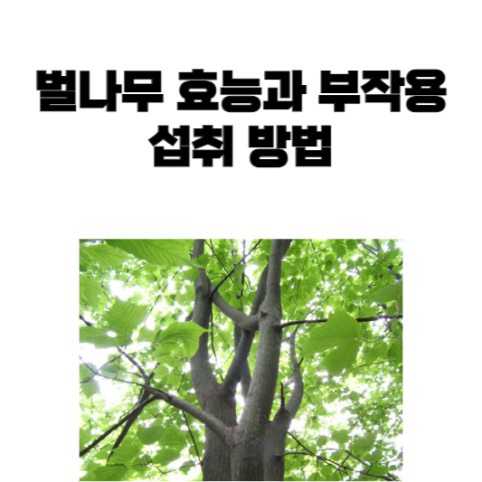 벌나무 효능과 부작용 및 섭취 방법