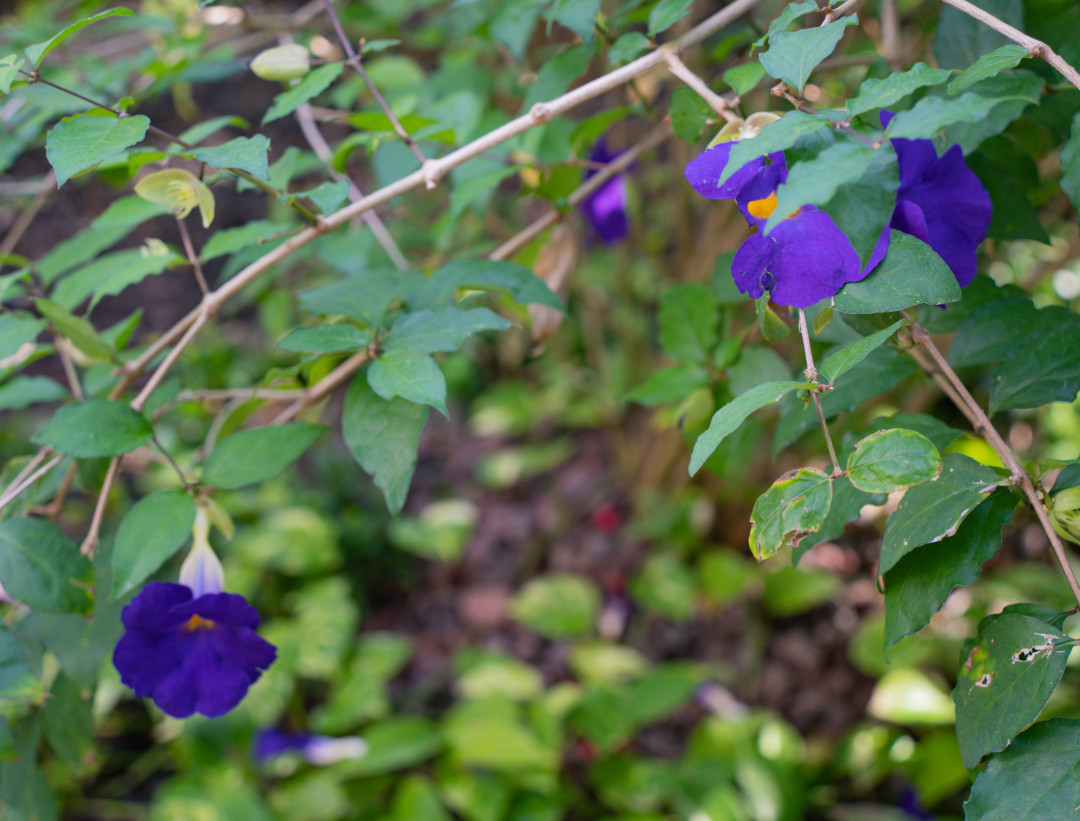 영흥 수목원 꽃 구경