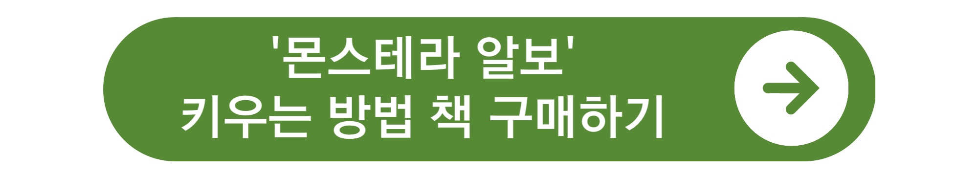 식테크 몬스테라 알보