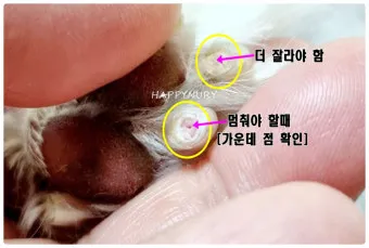 강아지 며느리발톱 그냥 둬도 괜찮을까 관리 제거 수술 총정리 정보모음_4