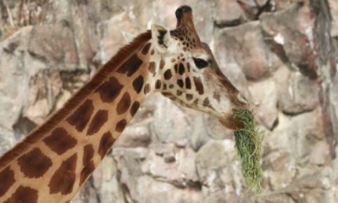 서울대공원-동물원-기린