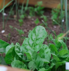 시금치 효능 부작용 고르는법 칼로리