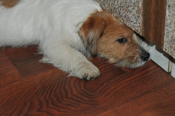 분리불안 증상과 행동 유형