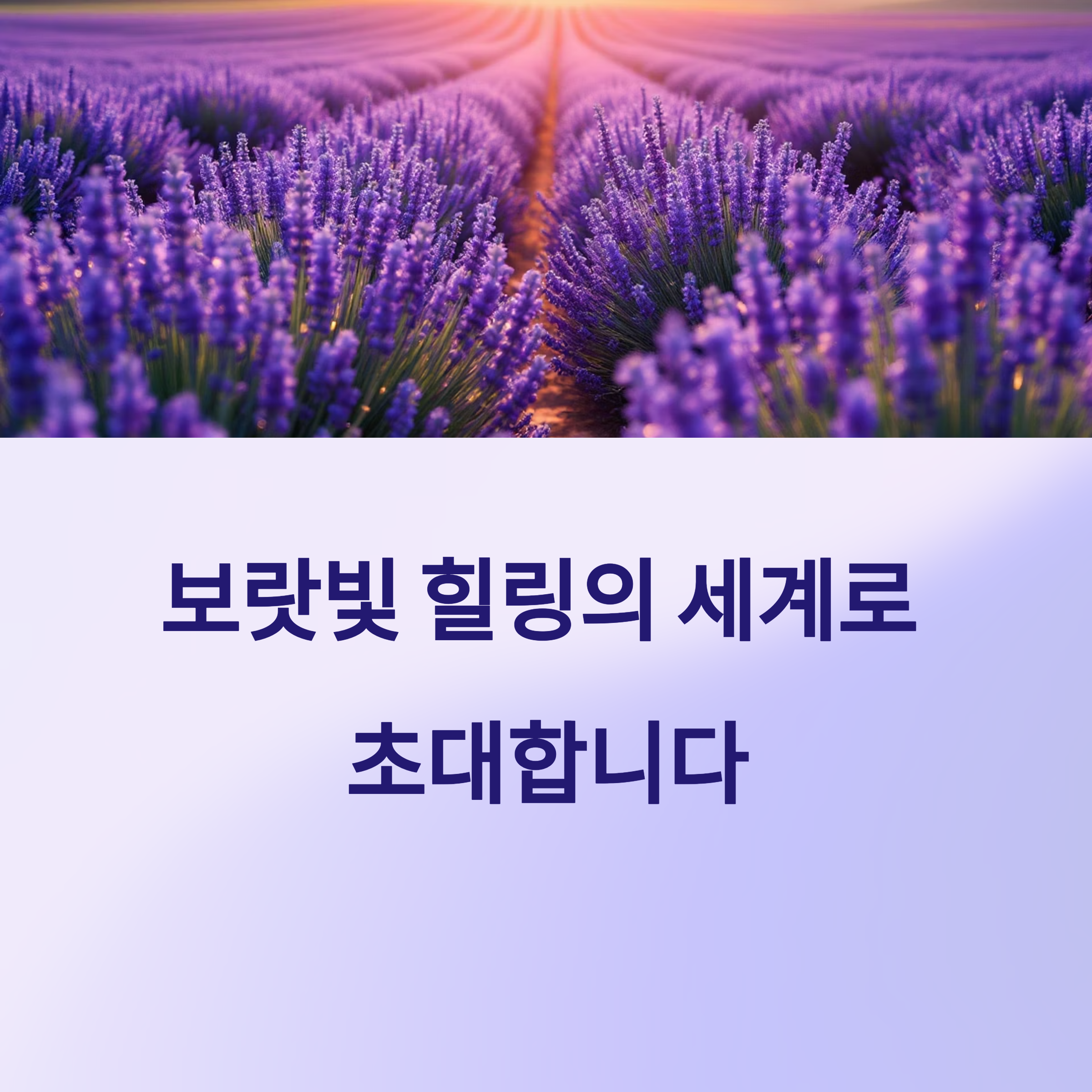 고창청농원 라벤더 축제 2025