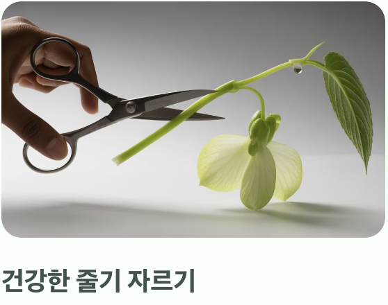 초보도 고수 되는 &amp;#39;물꽂이&amp;#39; 번식법